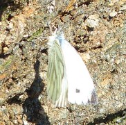 Green-veined White (Pieris napi)