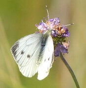 Green-veined White (Pieris napi)