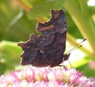 Comma Butterfly (Polygonia c-album)