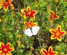 Green-veined White (Pieris napi)