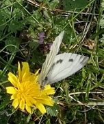 Green-veined White (Pieris napi)