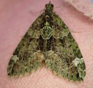 Red-green Carpet (Chloroclysta siterata)