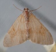 Grey Pine Carpet (Thera obeliscata)
