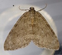 Autumnal Moth (Epirrita autumnata)