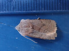 Lite seljefly (Orthosia cruda)