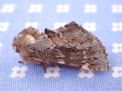 Båndet vårtannspinner (Odontosia sieversii)