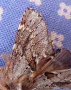 Båndet vårtannspinner (Odontosia sieversii)