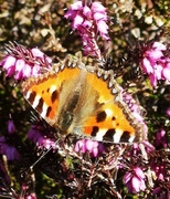 Neslesommerfugl (Aglais urticae)