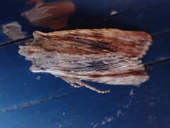 Brunt kappefly (Lithophane socia)