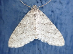 Bjørketungemåler (Trichopteryx carpinata)