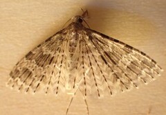 Kaprifolfingermøll (Alucita hexadactyla)