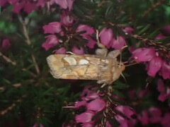 Furufly (Panolis flammea)