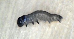 Grønt eikefly (Griposia aprilina)