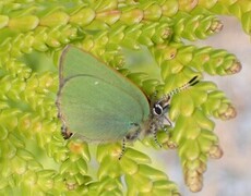 Grønnstjertvinge (Callophrys rubi)