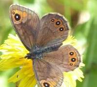 Northern Wall Brown (Lasiommata petropolitana)