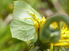Sitronsommerfugl (Gonepteryx rhamni)