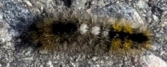 Dark Tussock (Gynaephora fascelina)