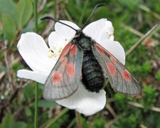 Fjellbloddråpesvermer (Zygaena exulans)