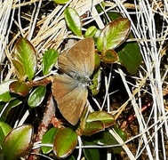 Grønnstjertvinge (Callophrys rubi)