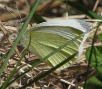 Small White (Pieris rapae)