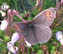 Dewy Ringlet (Erebia pandrose)