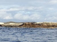 Tjeld (Haematopus ostralegus)