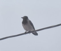 Hooded Crow (Corvus cornix)