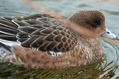 Eurasian Wigeon (Anas penelope)