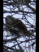 Gråtrost (Turdus pilaris)