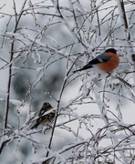 Brambling (Fringilla montifringilla)