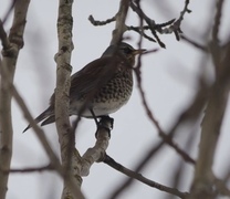 Gråtrost (Turdus pilaris)