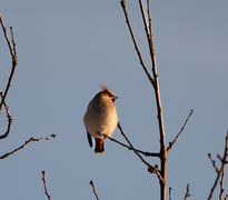 Bohemian Waxwing (Bombycilla garrulus)