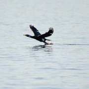 Great Cormorant (Phalacrocorax carbo)