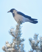 Hooded Crow (Corvus cornix)