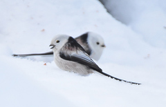 Stjertmeis (Aegithalos caudatus)