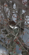 Gråtrost (Turdus pilaris)