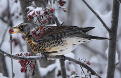 Gråtrost (Turdus pilaris)