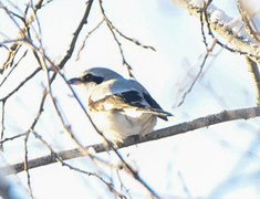 Great Grey Shrike (Lanius excubitor)