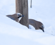 Nøtteskrike (Garrulus glandarius)