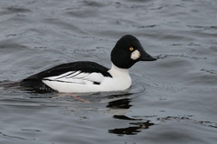 Kvinand (Bucephala clangula)