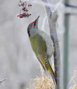 Grey-headed Woodpecker (Picus canus)