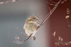 House Sparrow (Passer domesticus)