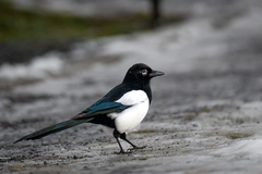 Eurasian Magpie (Pica pica)