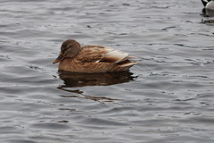 Mallard (Anas platyrhynchos)