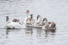 Knoppsvane (Cygnus olor)