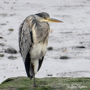 Gråhegre (Ardea cinerea)