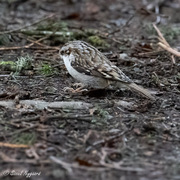 Eurasian Treecreeper (Certhia familiaris)