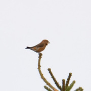 Common Crossbill (Loxia curvirostra)