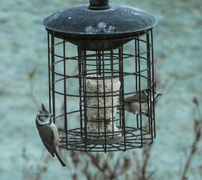 Toppmeis (Lophophanes cristatus)