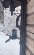 Eurasian Red Squirrel (Sciurus vulgaris)